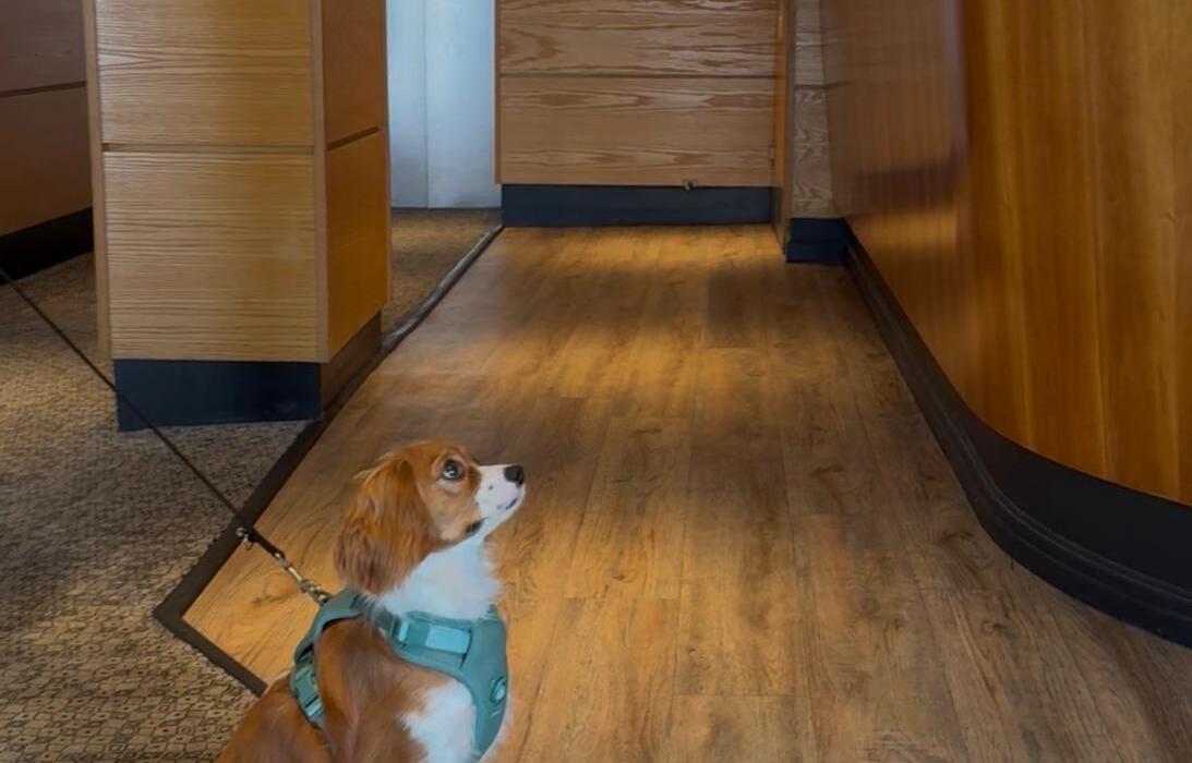 Pet-friendly hotel lobby with warm wood reception desk; small brown-and-white dog in teal harness sits on leash.