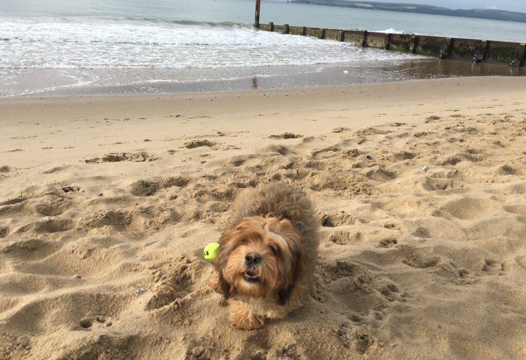 Small fluffy brown dog playing with a yellow tennis ball on a sandy beachfront near calm sea