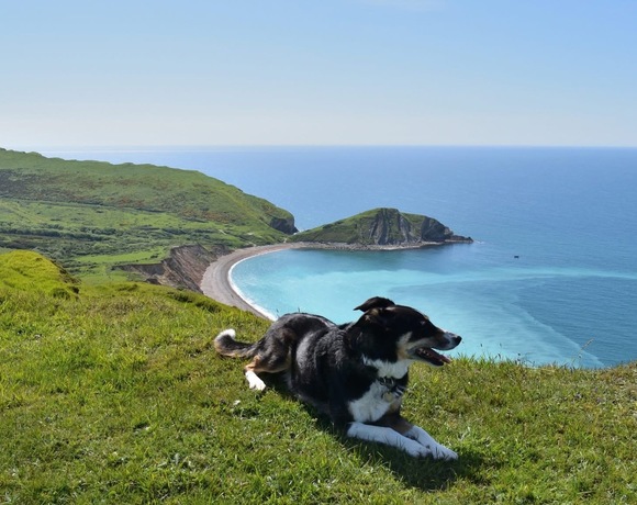 Dog friendly hotel in Dorset