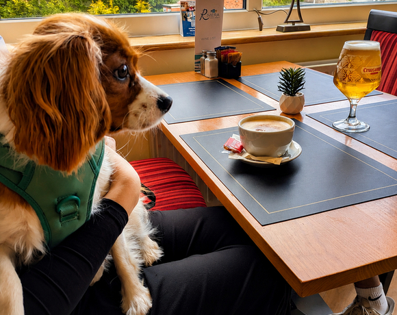 Dog friendly hotel in alum chine bournemouth