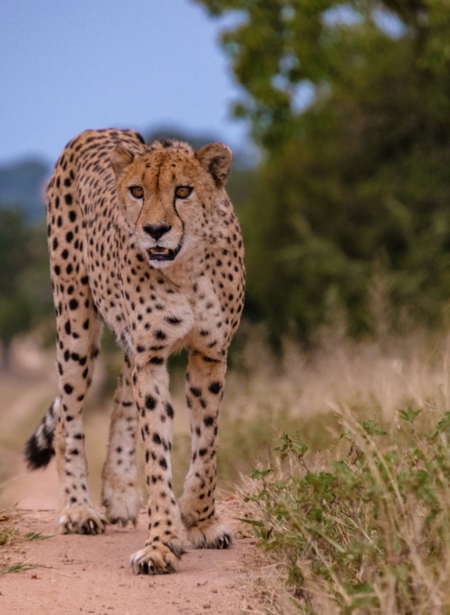 Cheetah during safari near Sanbonani Resort