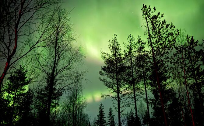 Vivid green northern lights illuminating a dark, silhouetted pine and birch forest at night