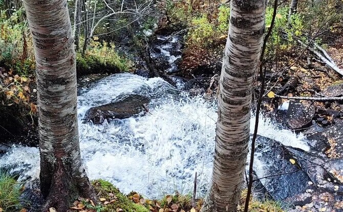Rushing forest stream cascading over rocks framed by two birch trunks and autumn leaves