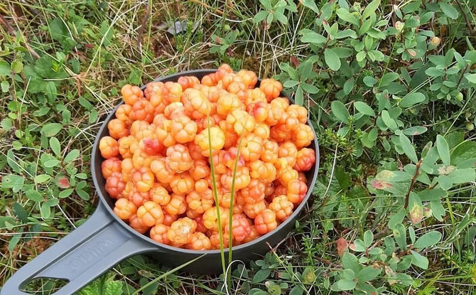 Hand picking ripe cloudberries into a camping cup on mossy ground among green leaves