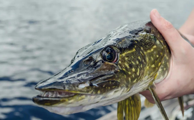 Hand holding a freshly caught northern pike with mottled green scales and a sharp snout above open water