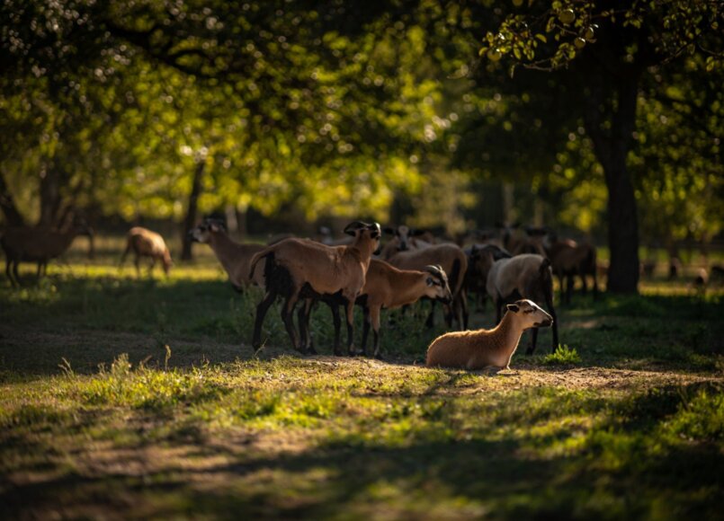 kozy otoczenie hotelu