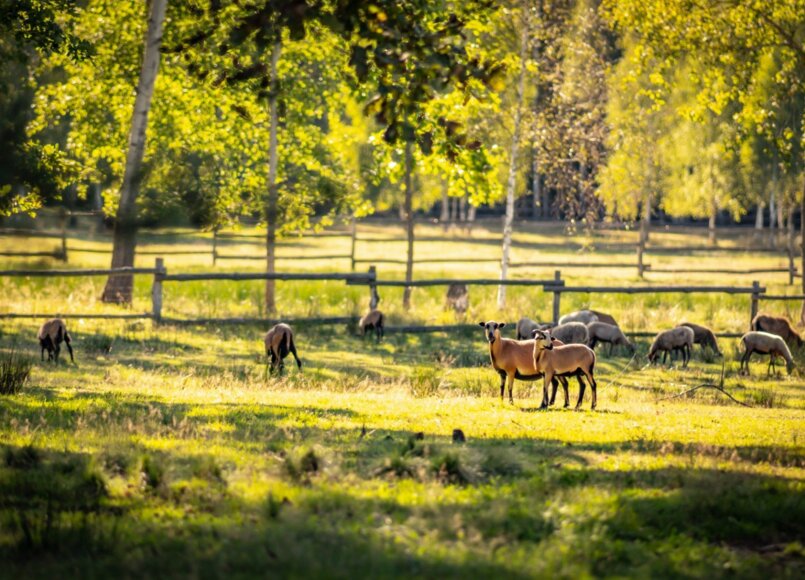 kozy kameruńskie pod warszawą
