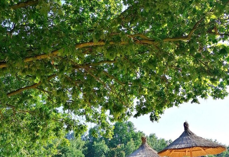 Piaszczysta strefa plażowa z drewnianymi leżakami i słomianymi parasolami pod rozłożystym drzewem, zielony las w tle.