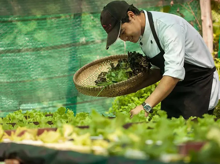 Chef in uniform harvesting fresh lettuce in a garden, holding a woven basket filled with greens, highlighting farm-to-table freshness