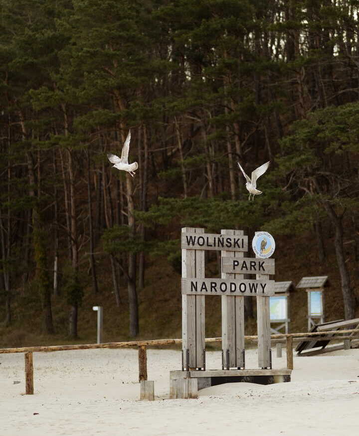 Wooden 'Woliński Park Narodowy' sign on sandy beach with pine forest backdrop and two seagulls in flight