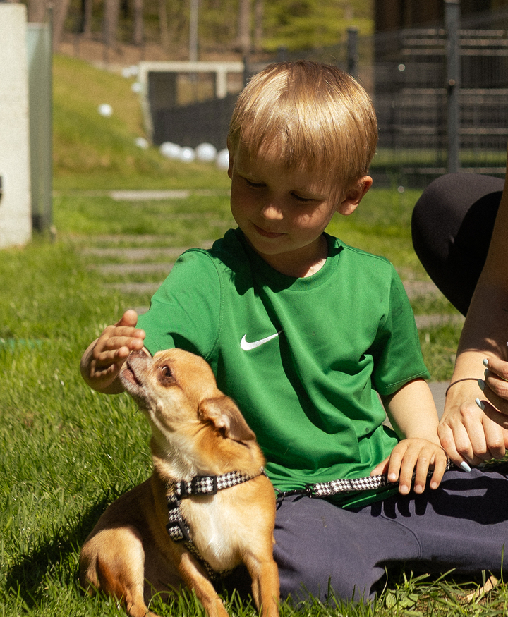 Young boy sitting on grass gently petting a small tan chihuahua in a harness while an adult holds the leash