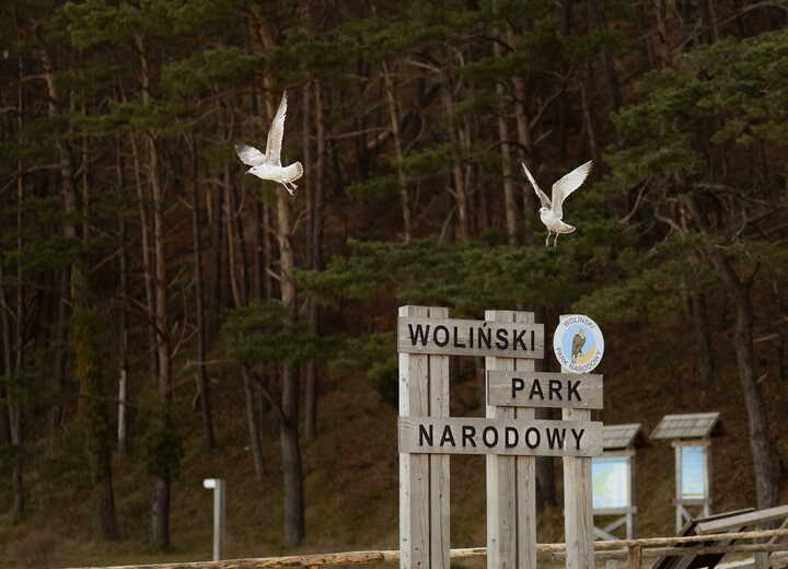 Wooden 'Woliński Park Narodowy' sign on sandy beach with pine forest backdrop and two seagulls in flight