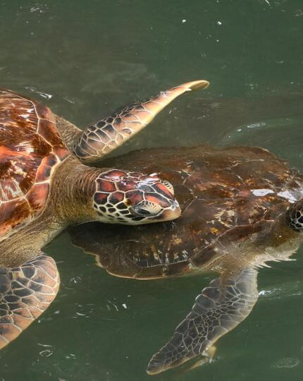 Two sea turtles swimming closely together in calm green water, showcasing their patterned shells and flippers