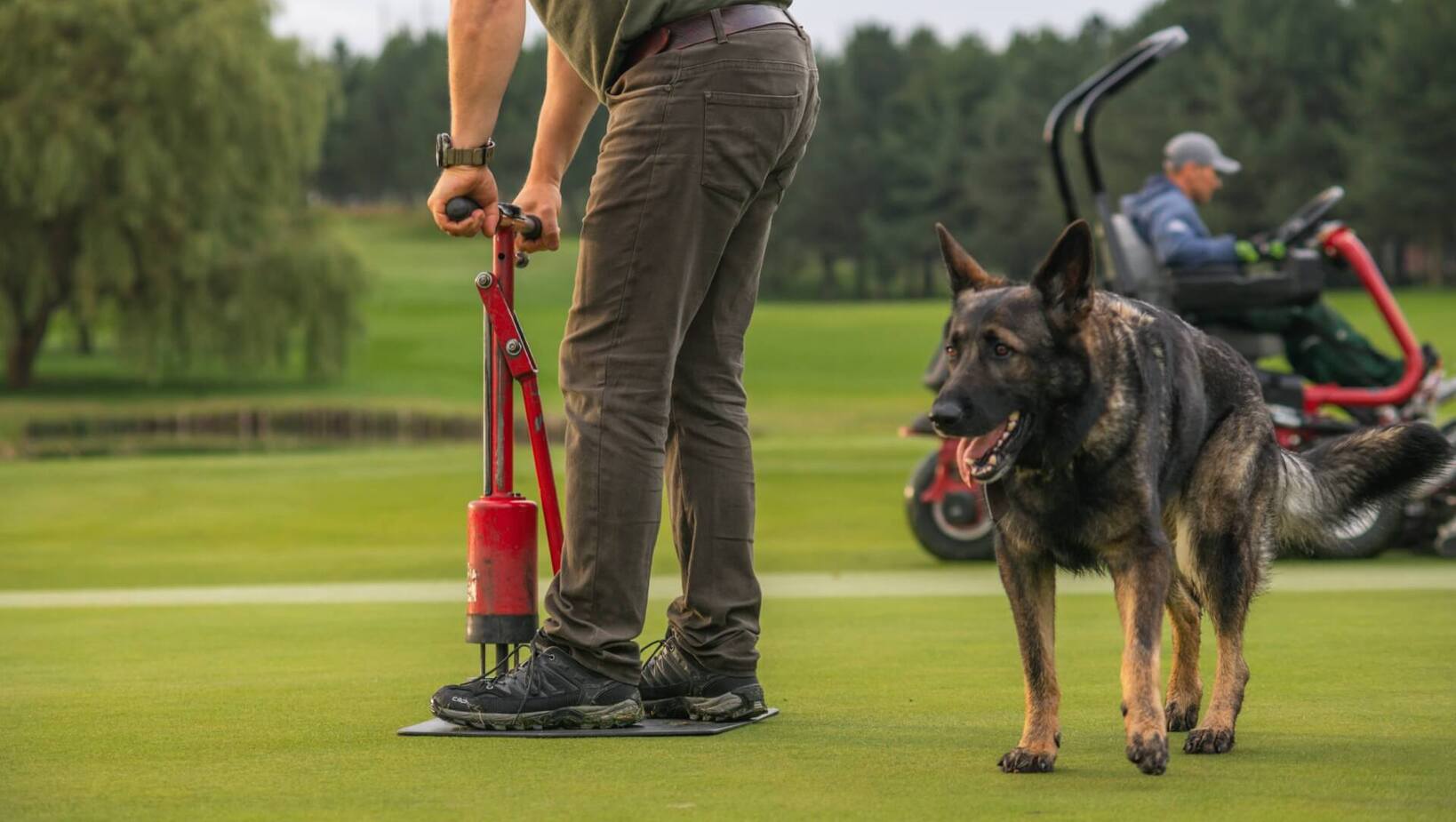 Pracownik dbający o putting green z ręcznym aeratorem, obok owczarek niemiecki, w tle traktorek koszący zielone fairwaye