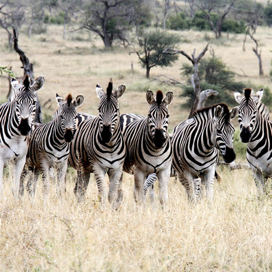 Zebras in the Kruger National Park in South Africa