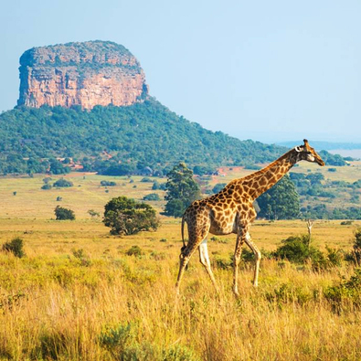 Giraffe in Limpopo Province of South Africa