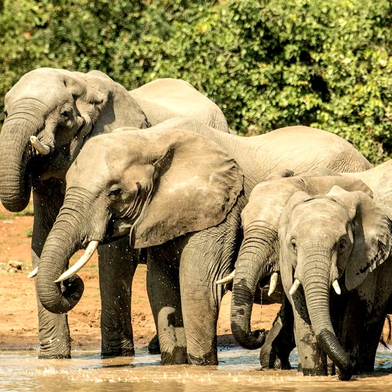 Elephants in the Kruger National Park