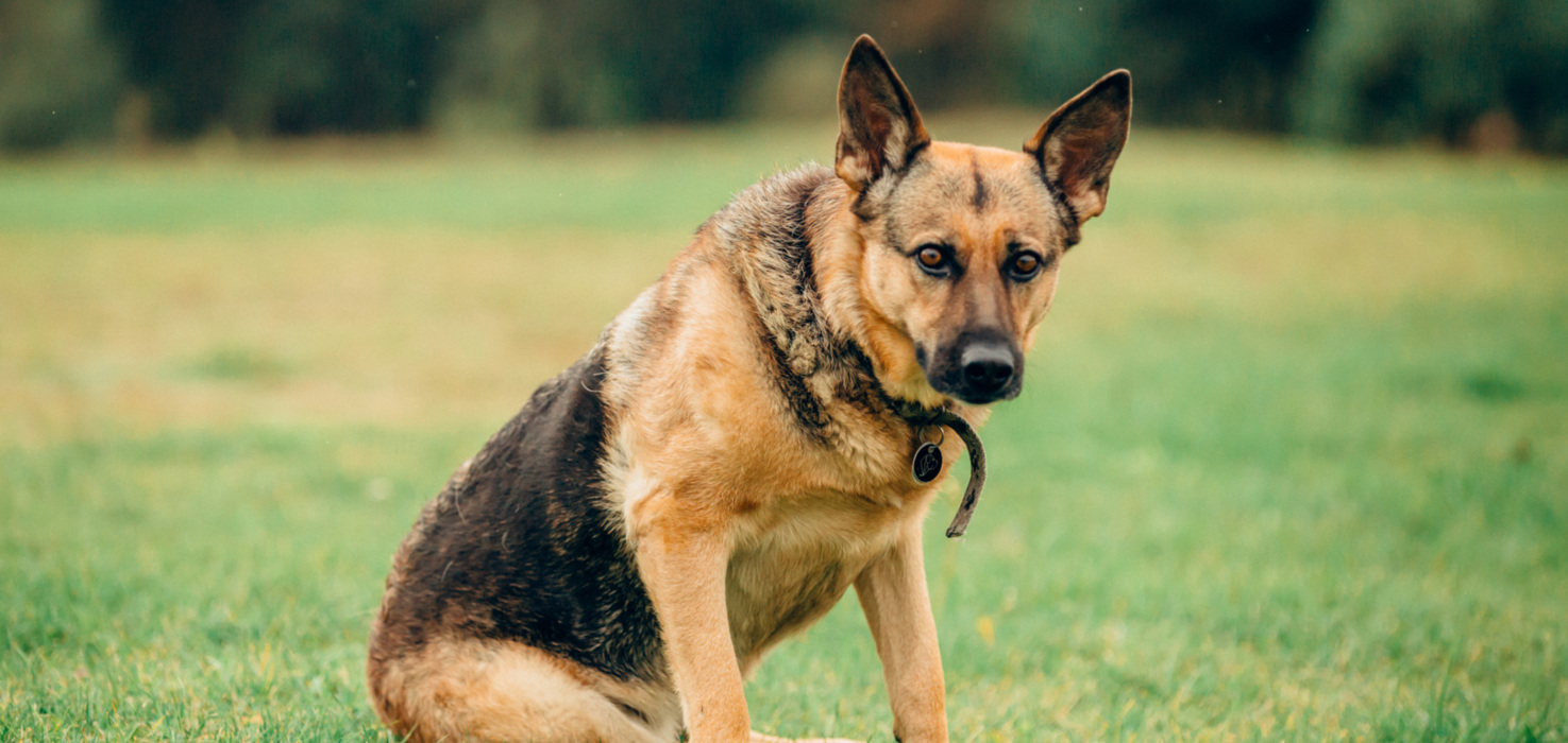 Owczarek niemiecki siedzący na zielonej trawie na tle rozmytego naturalnego krajobrazu.