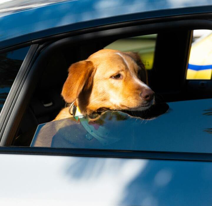 Pies z głową wystawioną przez otwarte okno samochodu, cieszący się świeżym powietrzem podczas podróży.