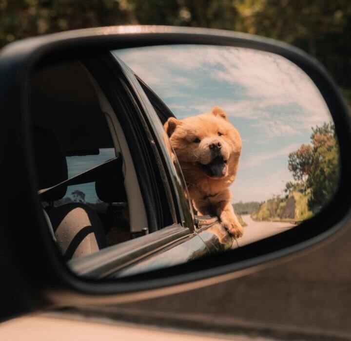 Szczęśliwy pies wystawiający głowę przez okno samochodu podczas letniej przejażdżki na tle zielonych drzew.