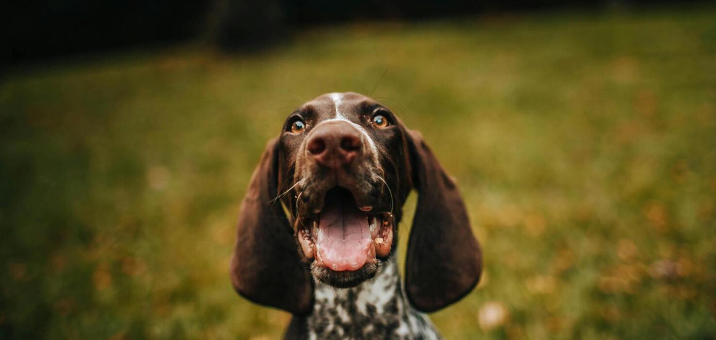 Szczęśliwy brązowo biały pies z długimi uszami na tle zielonej trawy.