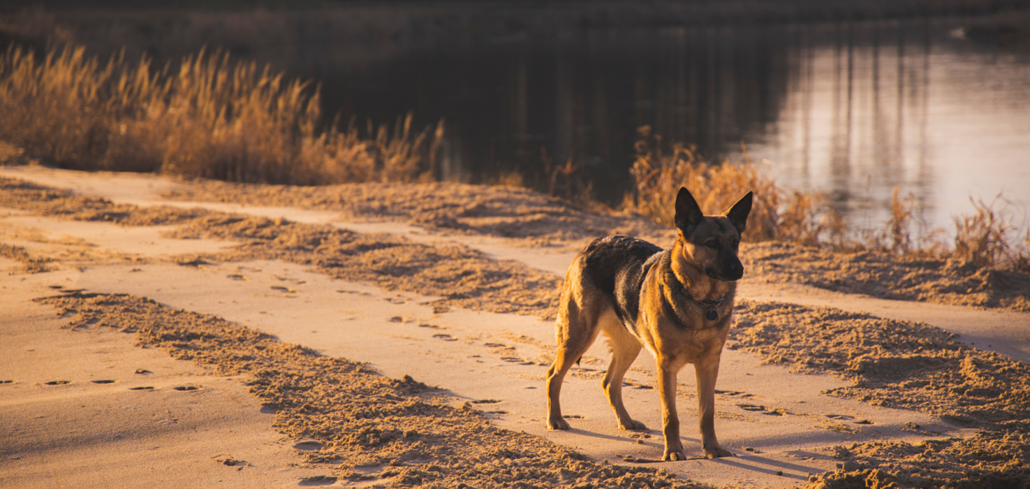 Pies stojący na piaszczystym brzegu przy spokojnej wodzie o zachodzie słońca.