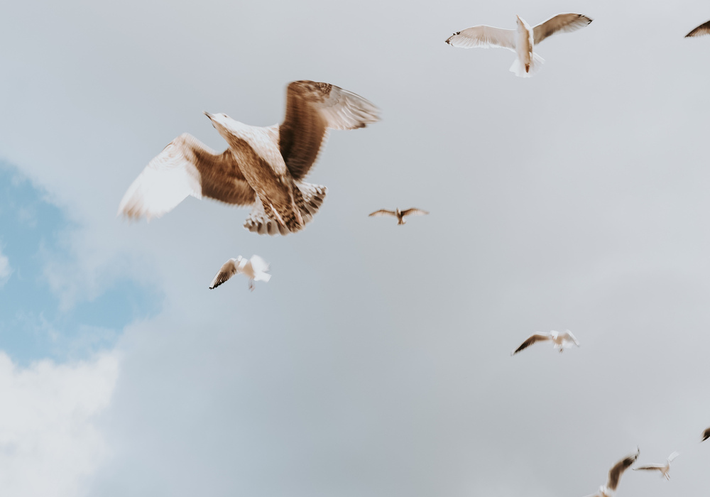 Seagulls soaring in a pale, cloudy sky with a soft patch of blue