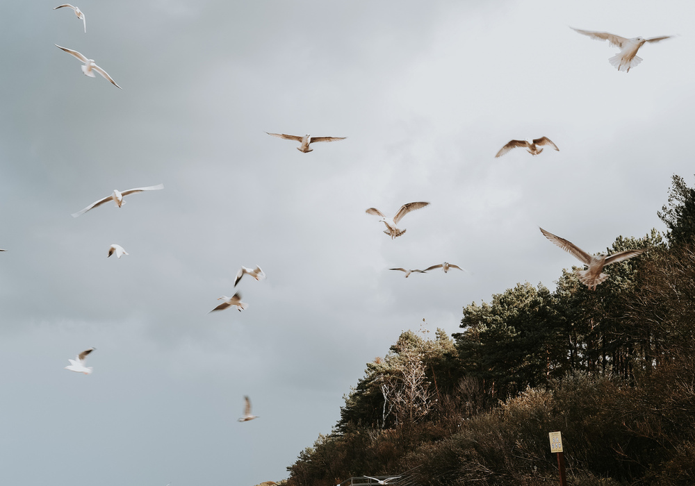 Seaside scene with flock of seagulls over sandy beach, coastal pine dunes, wooden steps and children running along shore