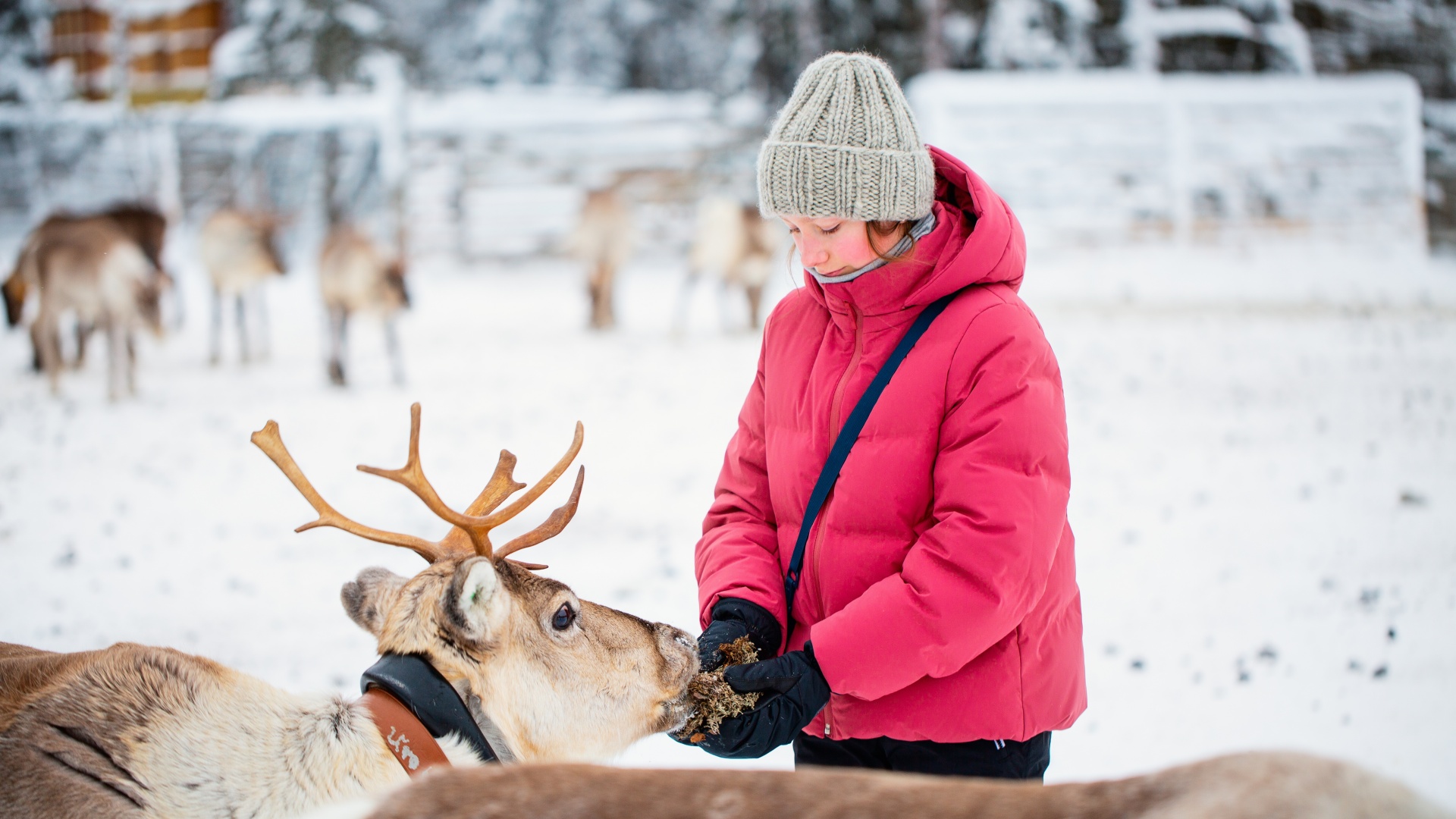 A woman happily feeding a reindeer on a reindeer farm.