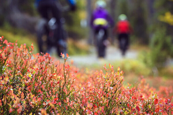 Close-up of colorful flowers, with people riding bikes in the background.