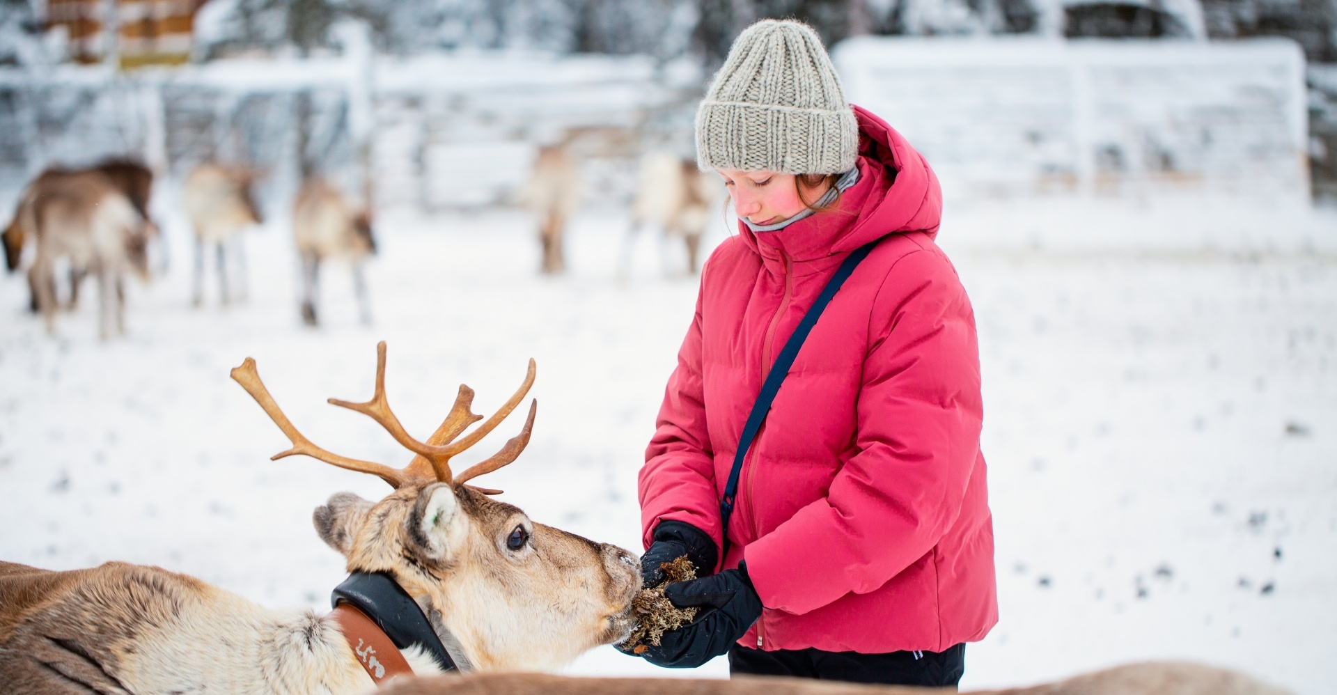 A woman happily feeding a reindeer on a reindeer farm.