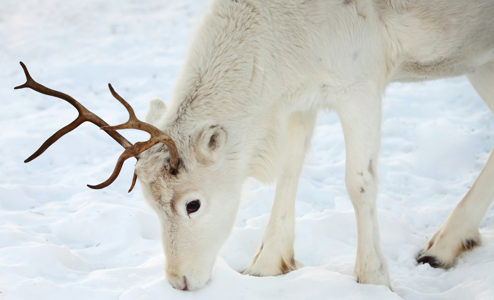 A bright white reindeer sniffing something in the snow.