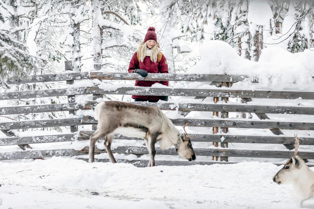 A woman watching a white reindeer leaning on a wooden fence between them.