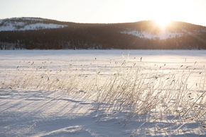 Lapland landscape, a snowy lake and a forest in the background.