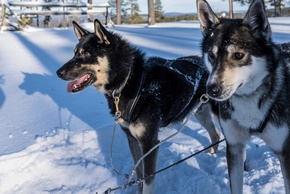 Winter, two dogs attached to a sled waiting for a signal to go.
