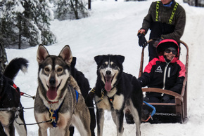 Smiling child in a wooden sled pulled by harnessed huskies through a snow-covered pine forest, guide standing behind the sled