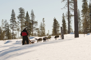 Guided husky sled ride through snowy pine forest, musher steering a wooden sled for a scenic winter adventure