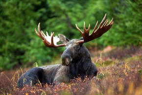 Alce macho descansando en pradera otoñal, con amplios cuernos palmeados y fondo de bosque de coníferas
