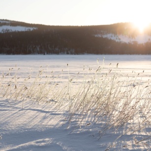 Lapland landscape, a snowy lake and a forest in the background.