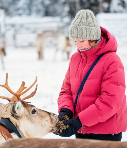 A woman happily feeding a reindeer on a reindeer farm.