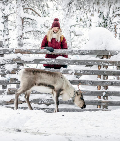A woman watching a white reindeer leaning on a wooden fence between them.