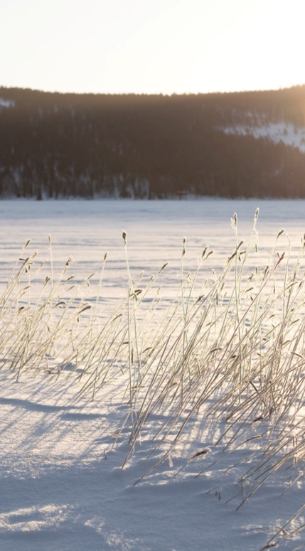 Lapland landscape, a snowy lake and a forest in the background.