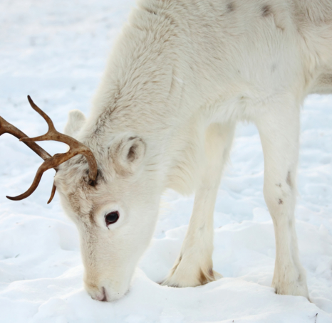 A bright white reindeer sniffing something in the snow.