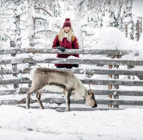 A woman watching a white reindeer leaning on a wooden fence between them.