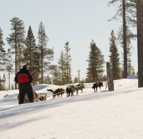 Two people in a husky sled going uphill.