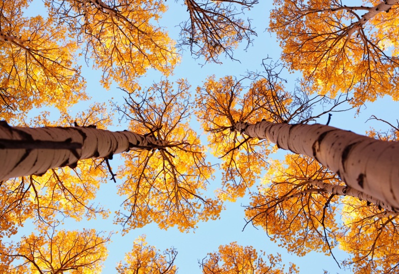 Autumn foliage seen from below.