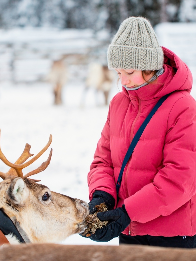 A woman happily feeding a reindeer on a reindeer farm.