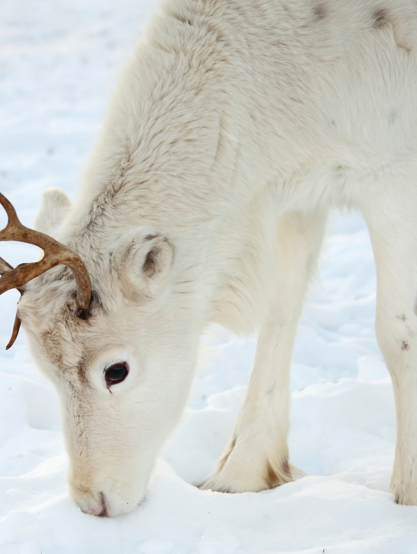 A bright white reindeer sniffing something in the snow.