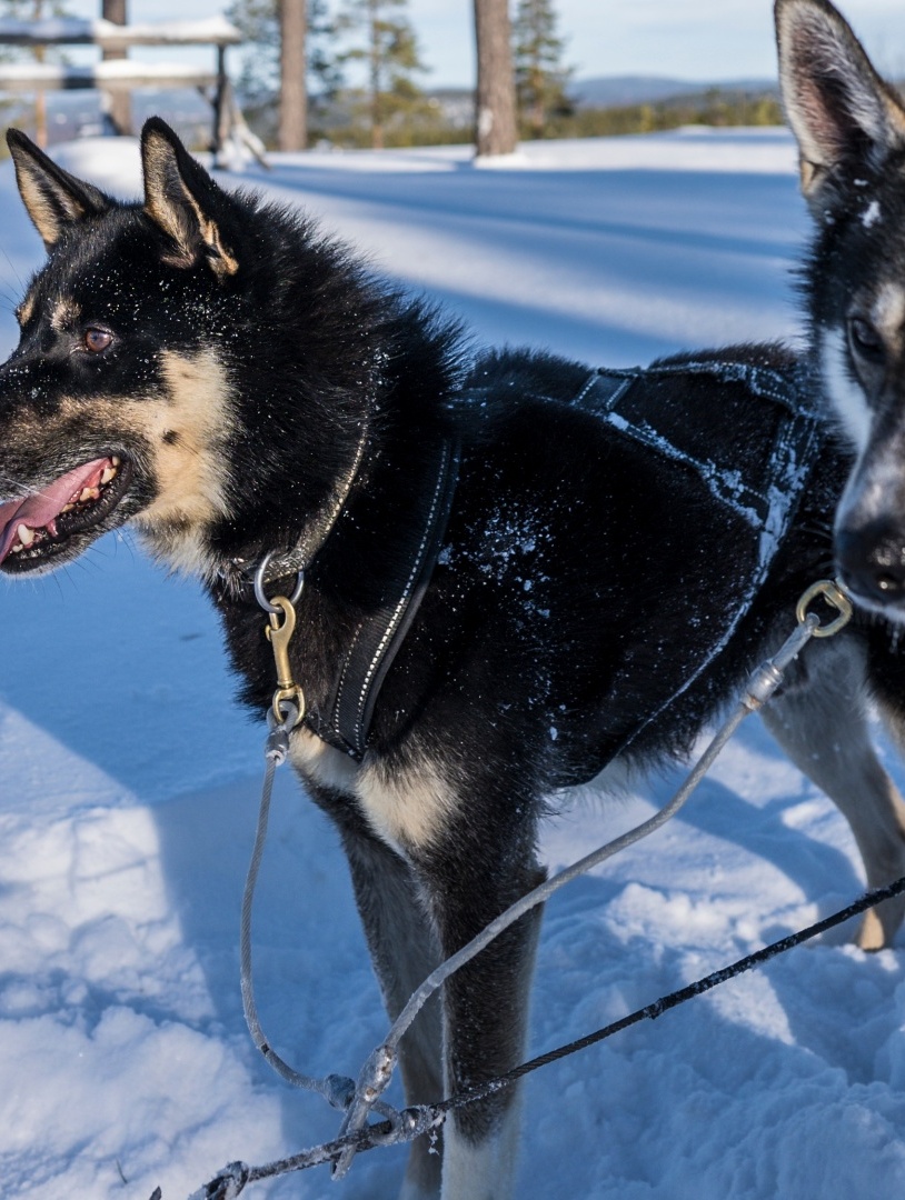 Winter, two dogs attached to a sled waiting for a signal to go.