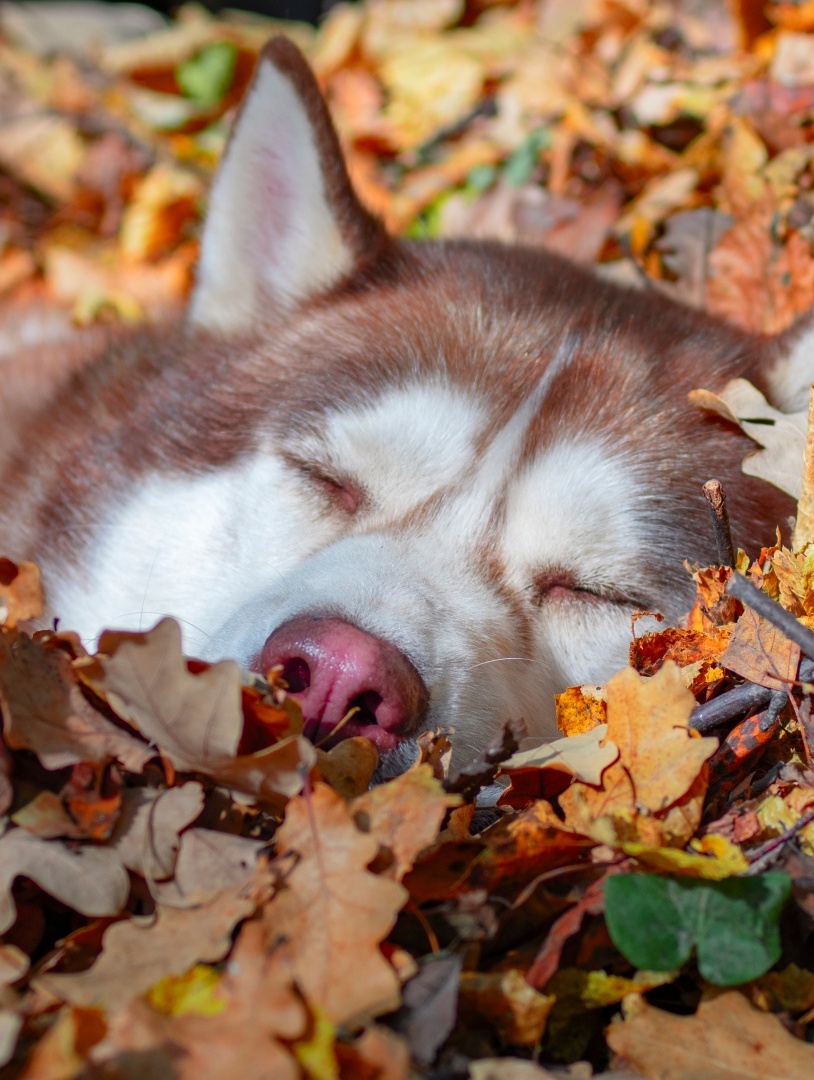 Hund schläft friedlich, umgeben von bunten Herbstblättern im Freien.